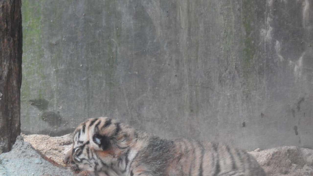 Siliguri’s Bengal Safari welcomes 3 tiger cubs