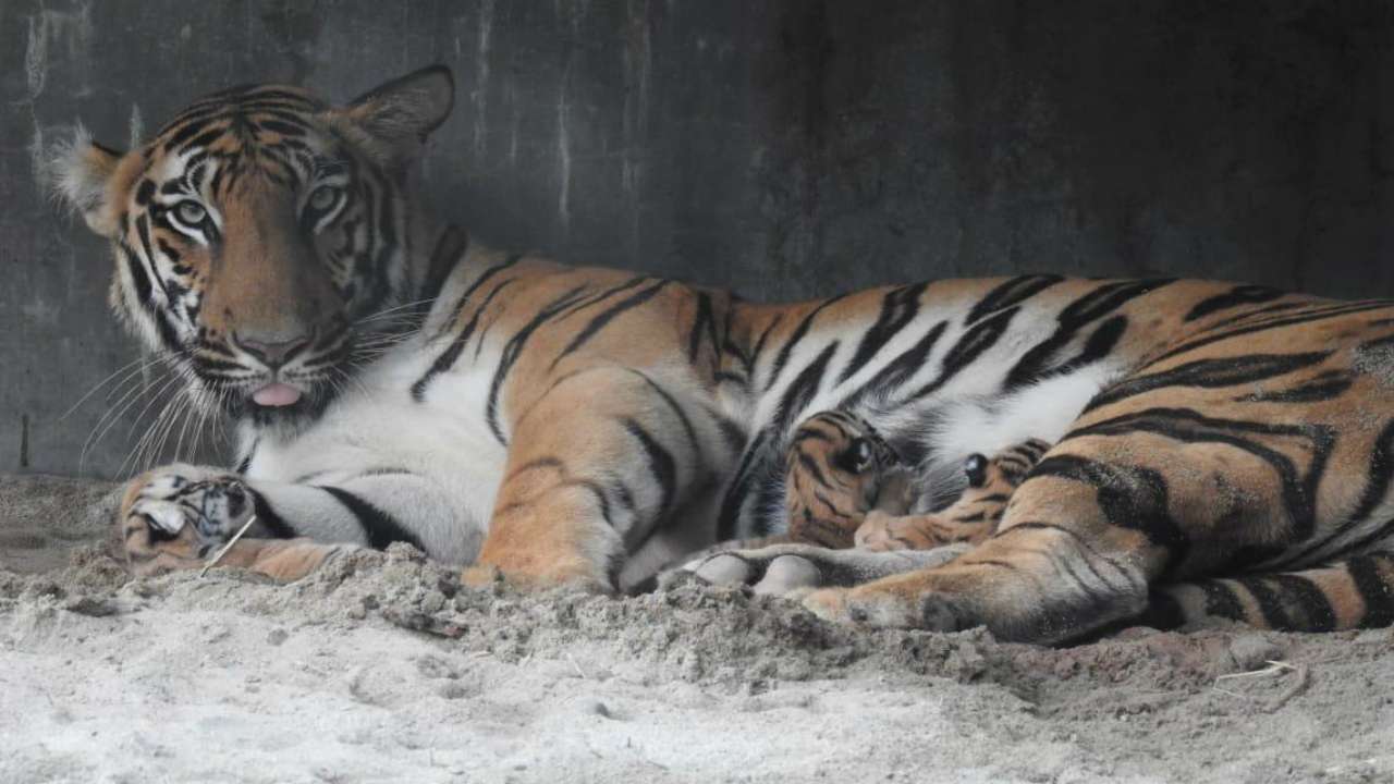 Pics: Week after birth, here is how tigress Sheela's three cubs are ...