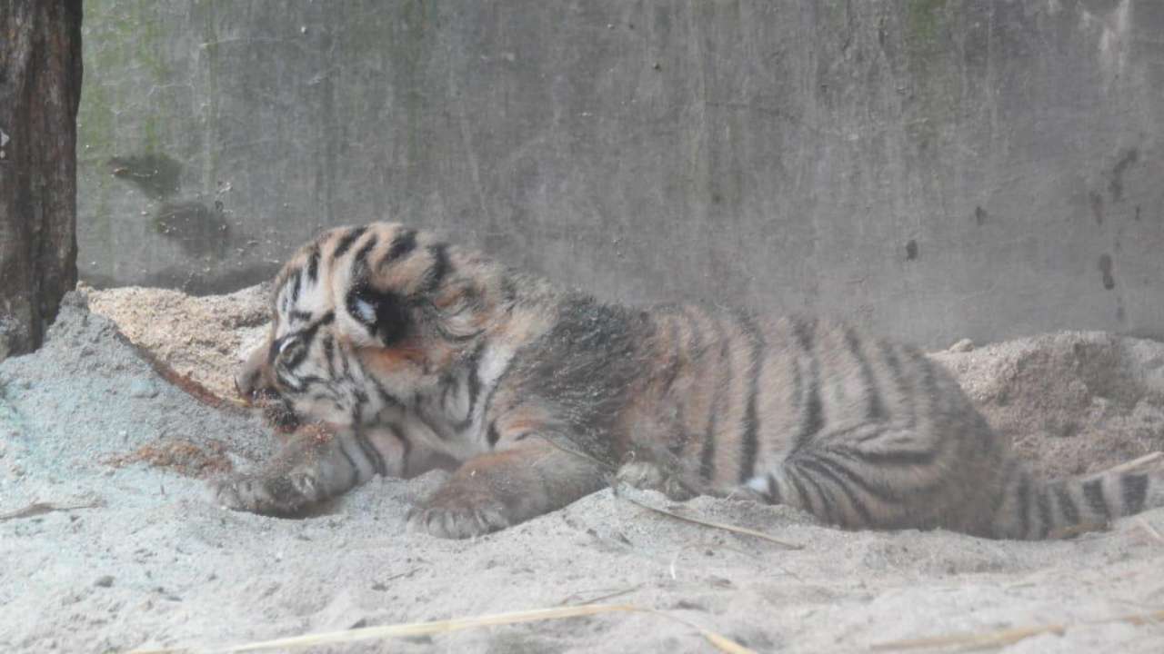 Humans not allowed to touch cubs