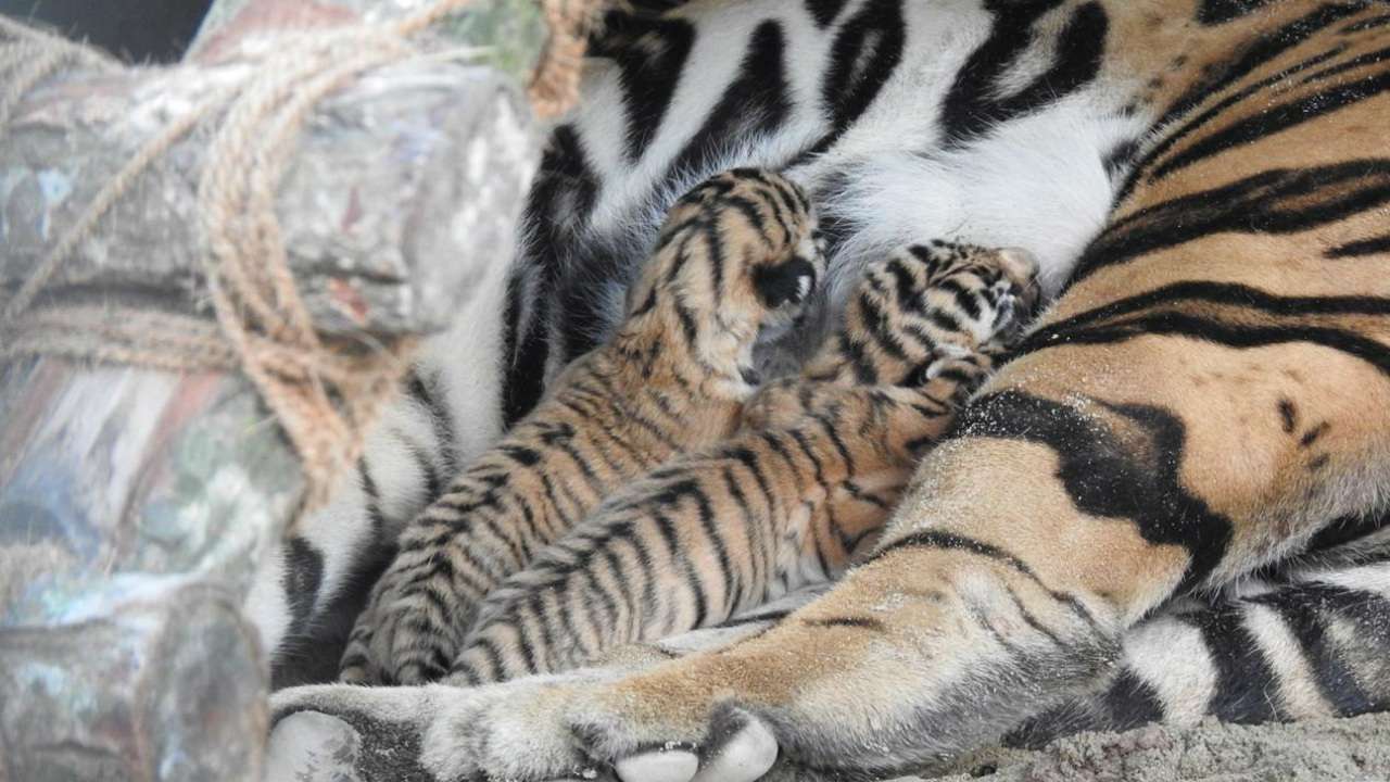 Closing of Bengal Safari leads to successful mating