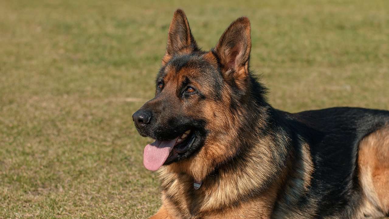 Which country has the most dangerous dogs