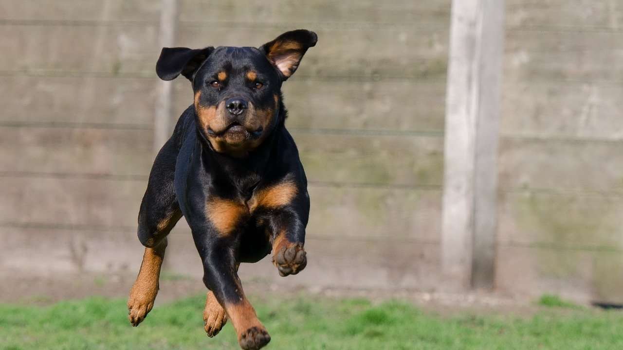 International Dog Day 2020: 6 most dangerous dog breeds in the world
