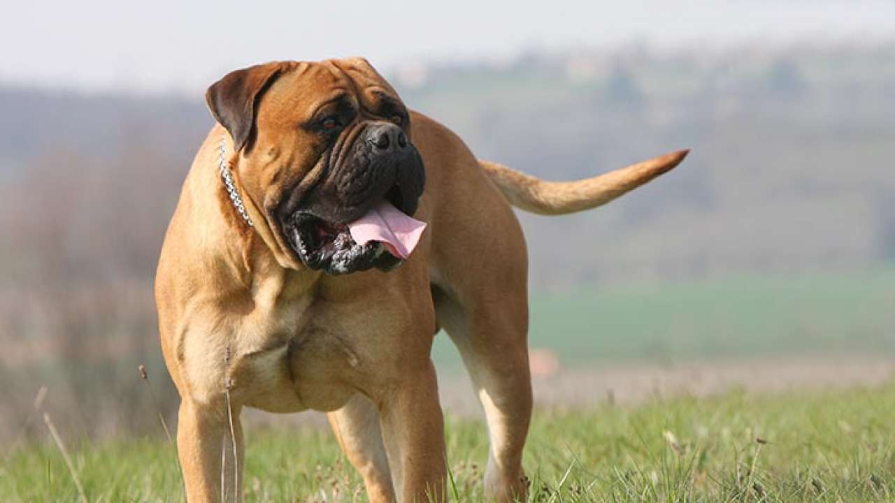 what is the most aggressive dog in the world