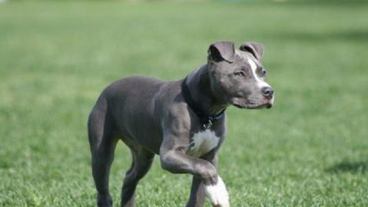 Pit bull terriers