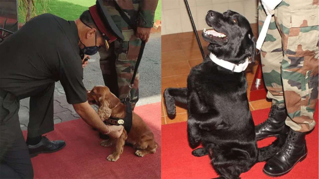Mann Ki Baat What Narendra Modi Said About Brave Army Dogs Indian Breeds That Serve The Country Latest India News Updates