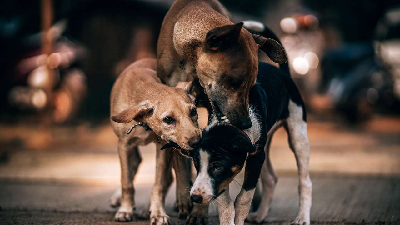 Stray dogs