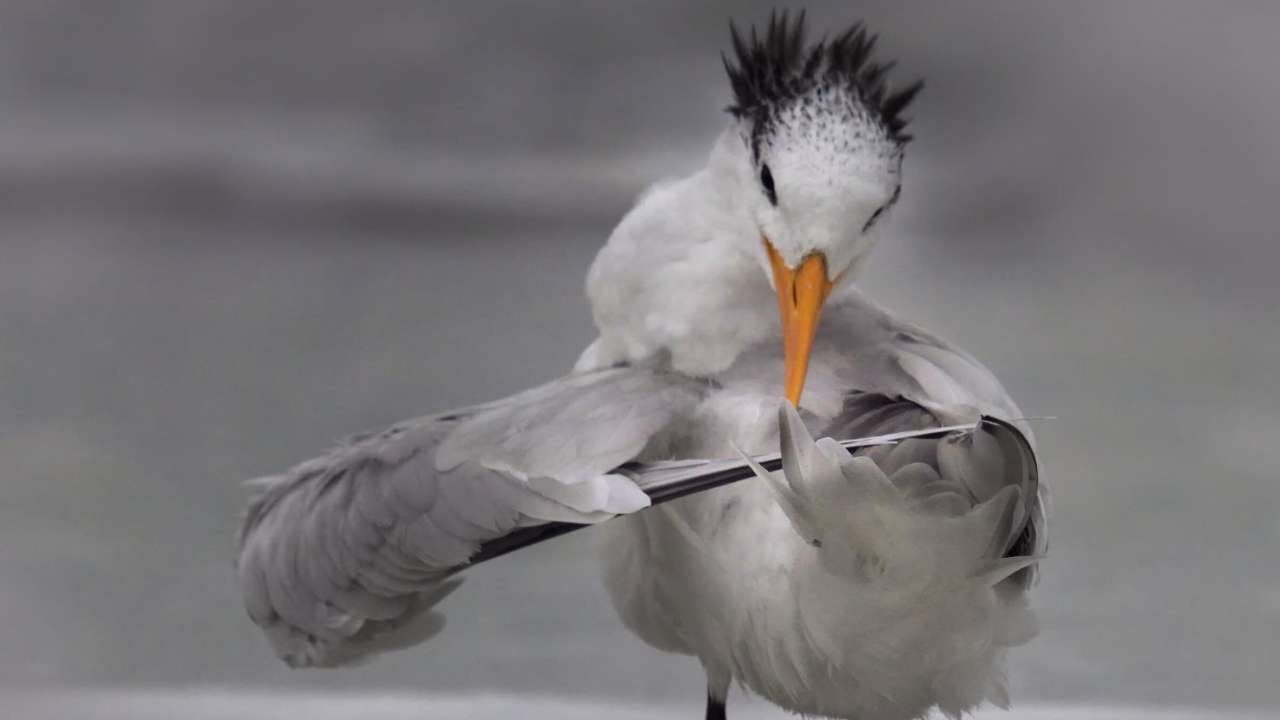 Tern turning its wings