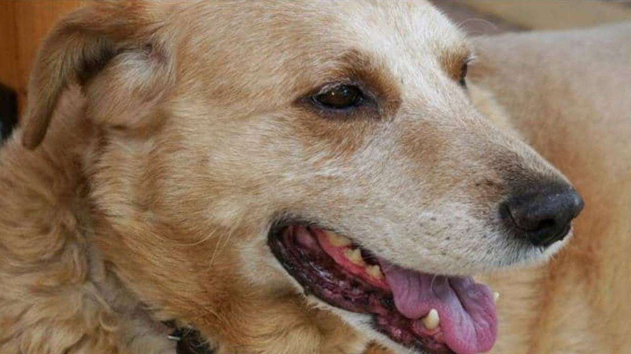 Dog