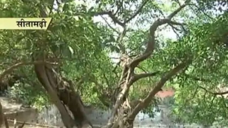 Sita Ashok Tree will reportedly increase age of temple