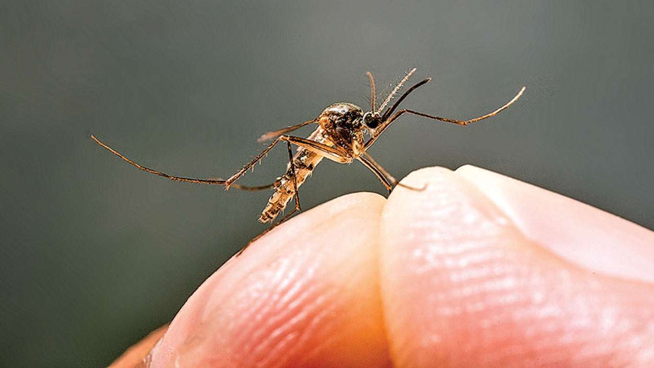 Mosquito-transmitted dengue fever may provide immunity against COVID-19:  Study