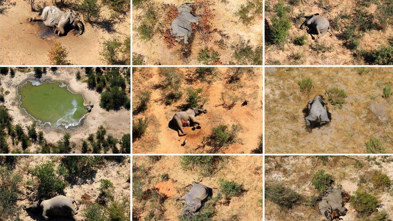 Dead elephants in Okavango Delta, Botswana