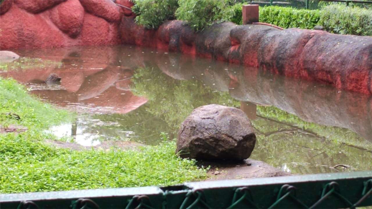 Nehru Zoological Park closed due to heavy rains