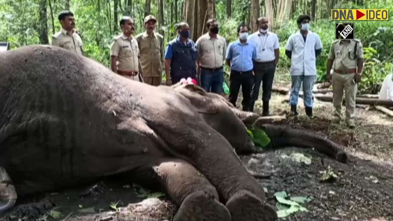 Tusker dies due to cardiac arrest at Shivamogga's Sakrebailu Elephant Camp