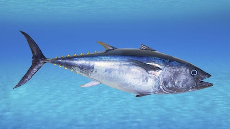 Bluefin Tuna - USD 3.1 million