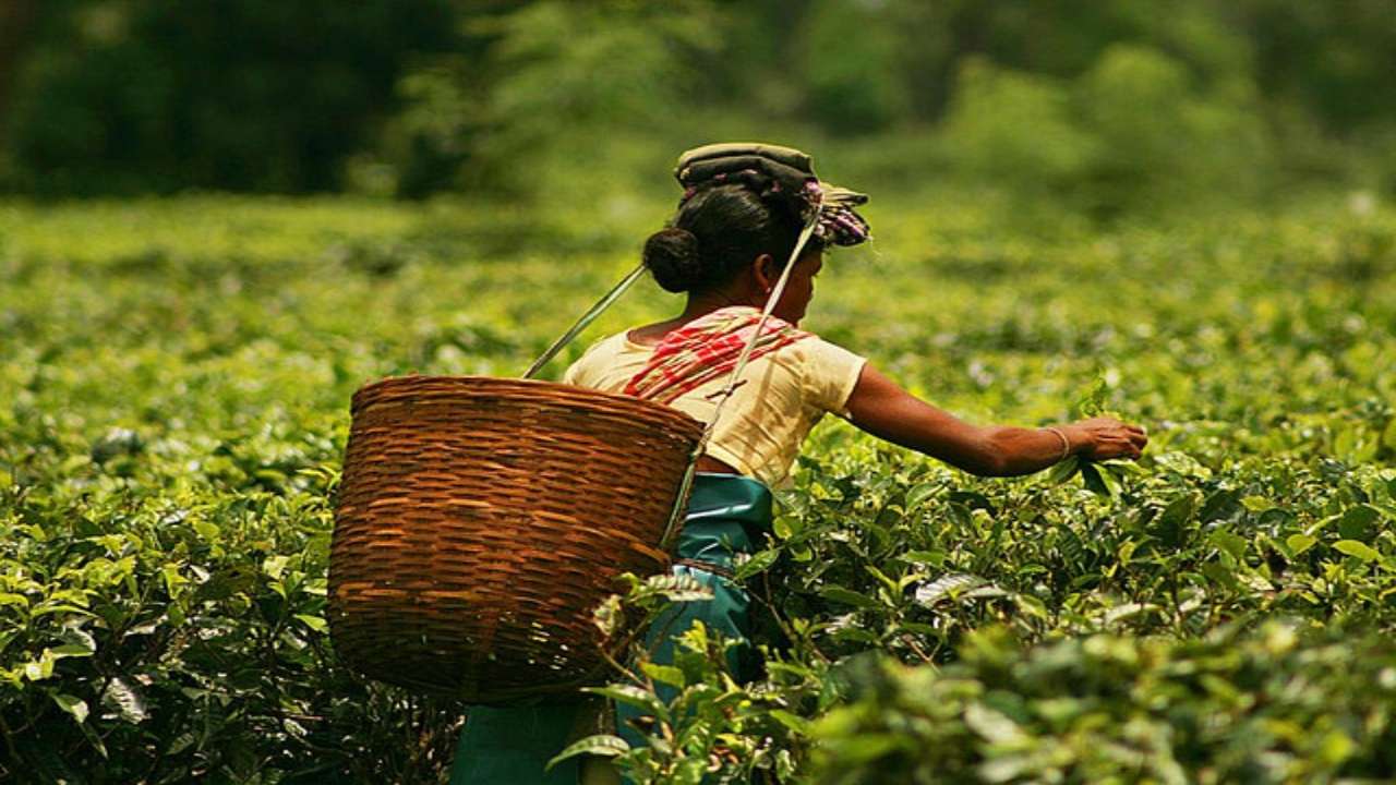 Rare Assam tea sells for Rs 75,000 a kg, know what's special