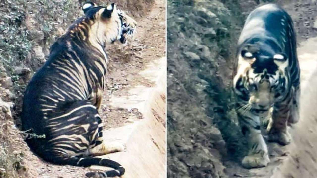 Caught on camera: Ultra rare, endangered black tiger spotted in Odisha