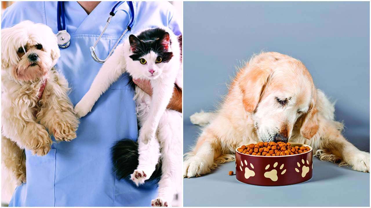 Cats and dogs spread the coronavirus