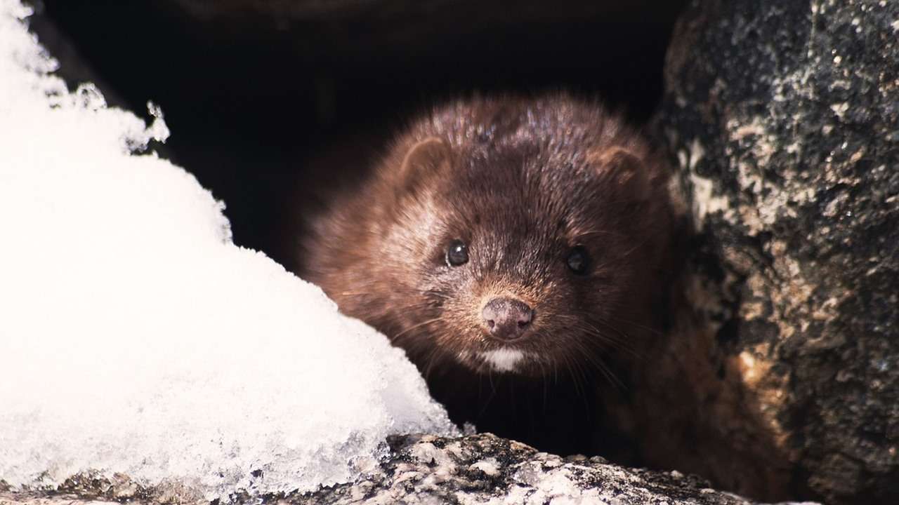 Zombie Minks Rise From The Dead Denmark Faces New Covid Threat