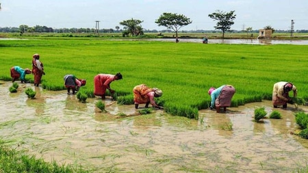 Money directly transfered into bank accounts of farmers