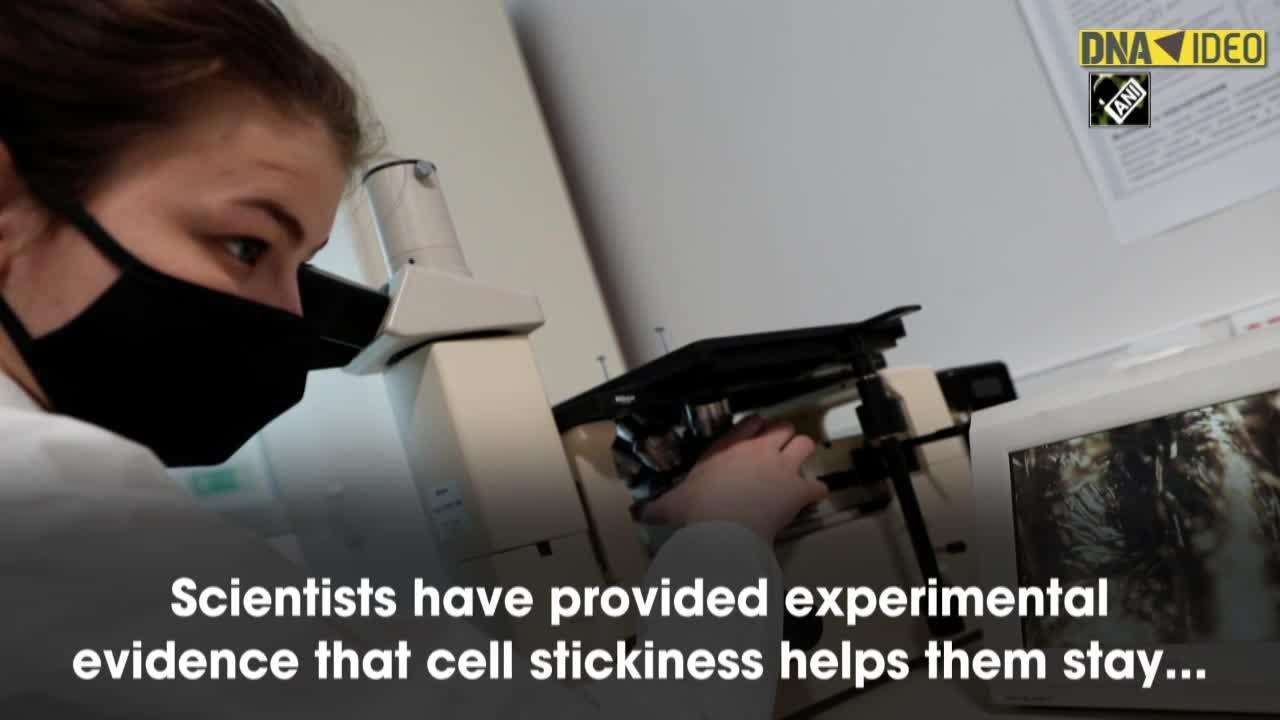 Protein tells developing cells to stick together