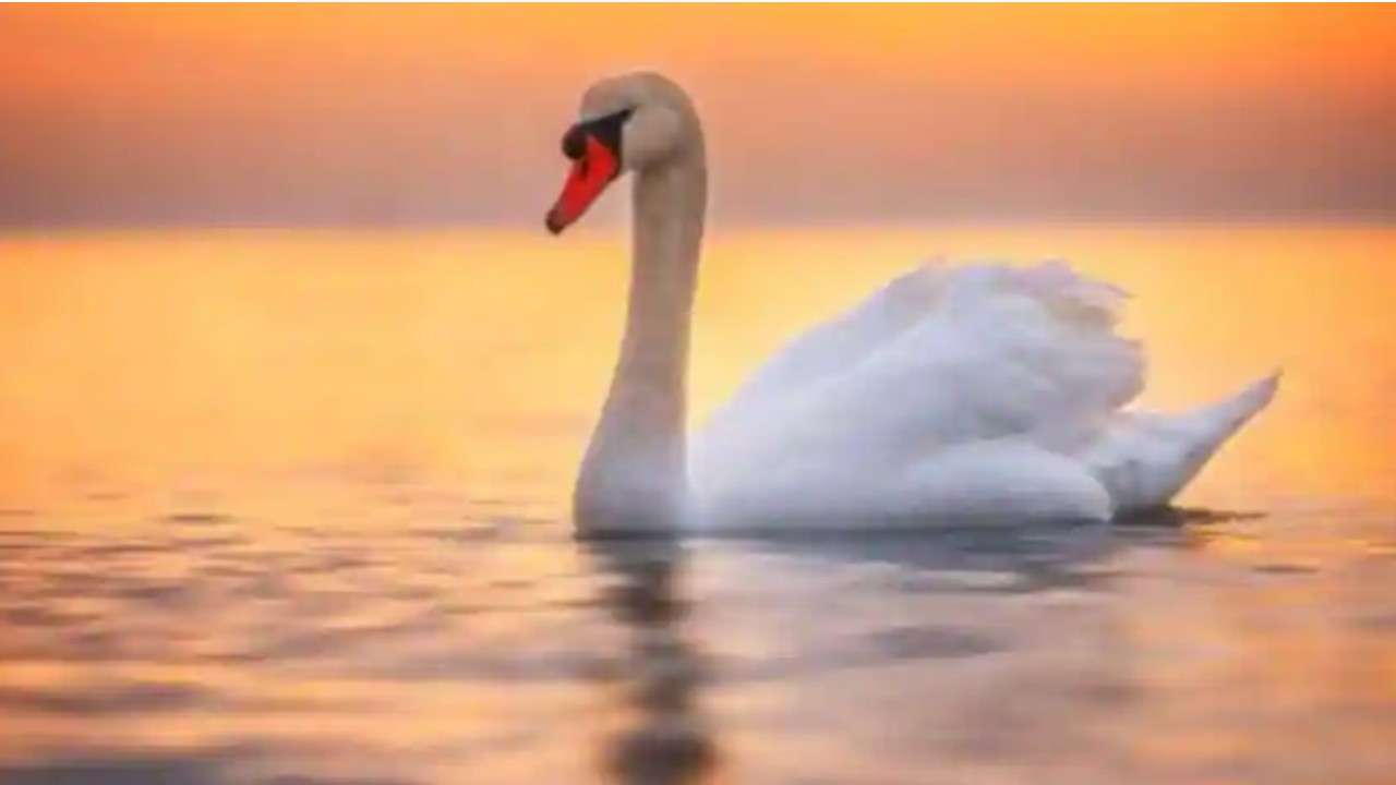 Germany Swan mourns