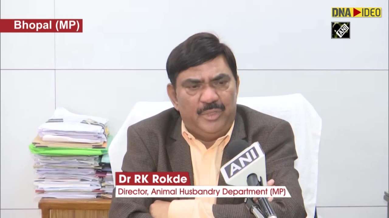 Nearly 400 crows dead due to bird flu in MP: Animal Husbandry DeptDirector