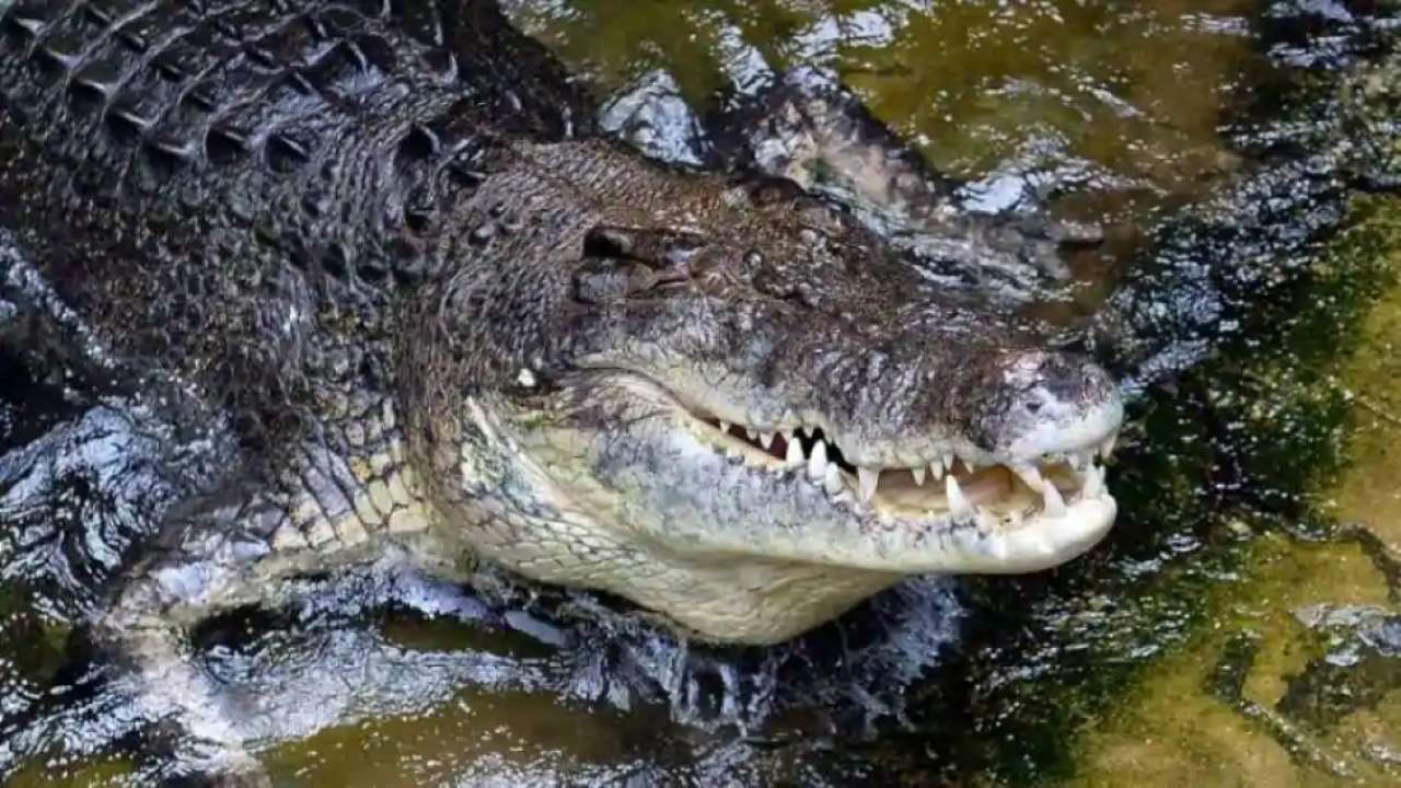Crocodile