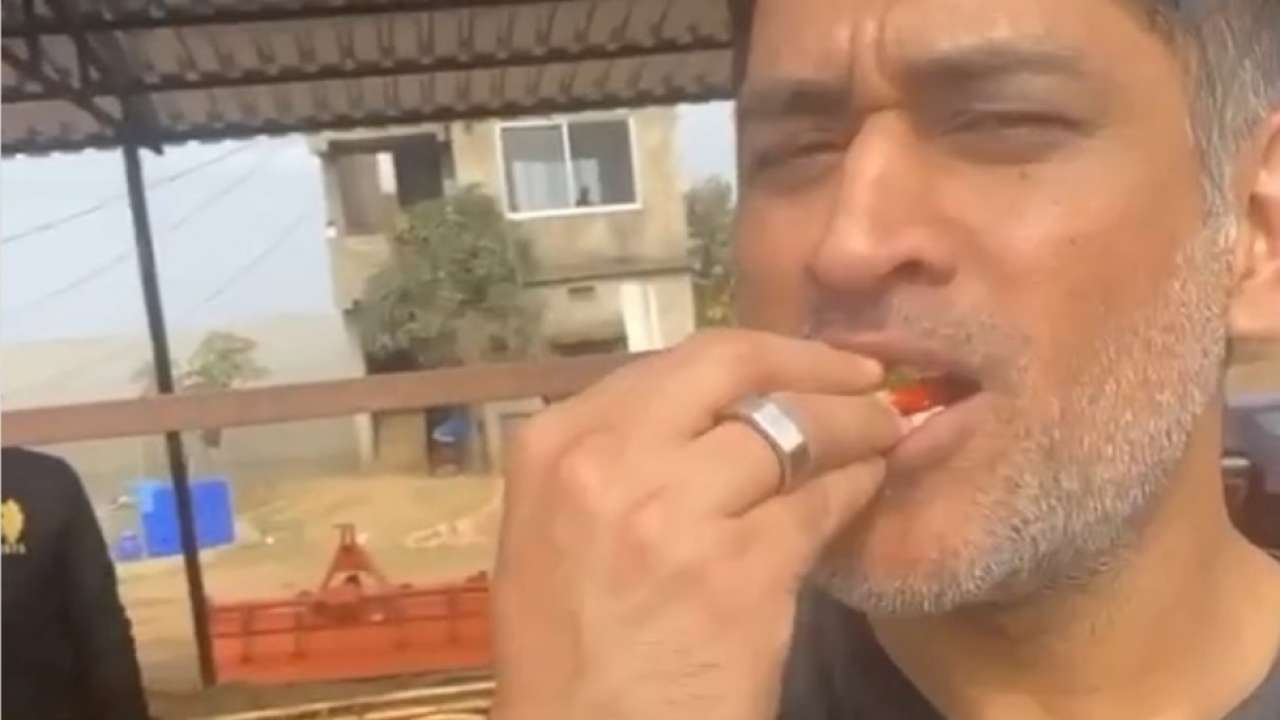 MS Dhoni on Instagram: 'If I keep going to farm, there will be no  strawberries left for market'