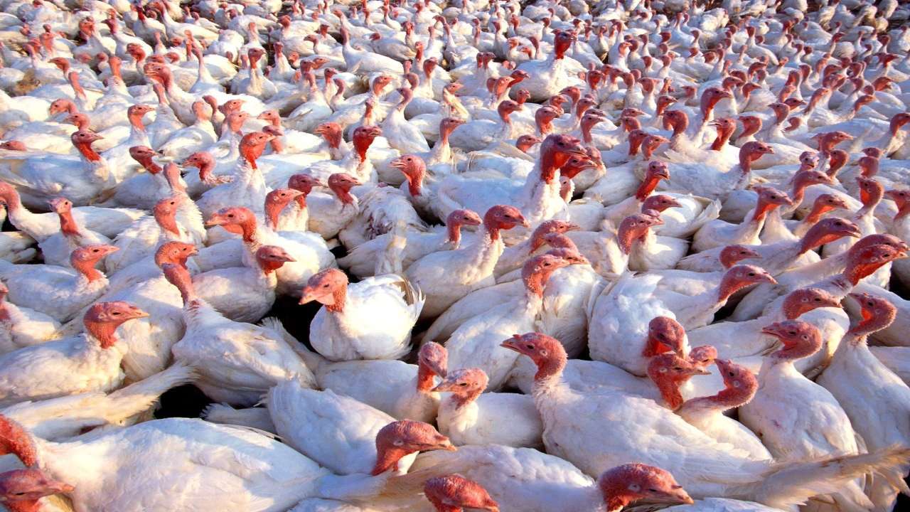 bird flu outbreak
