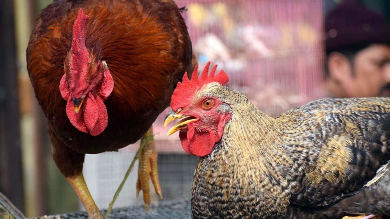 Bird flu cases found in Punjab