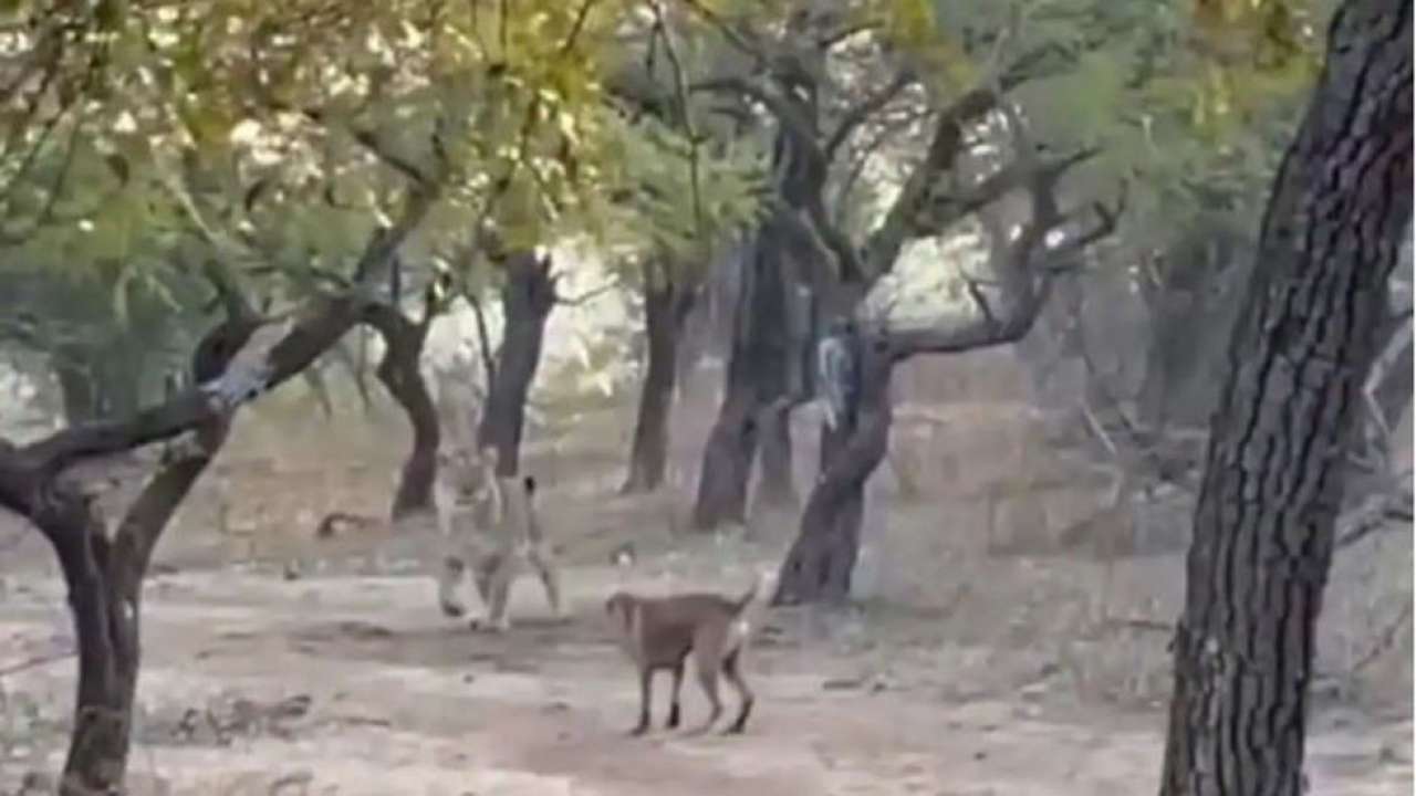 Dog fighting lion