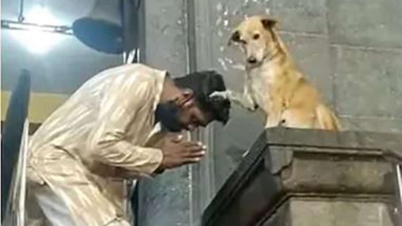 Alia Dog Gal Vidoe Xxx - Viral ALERT: Dog blesses devotees and shakes hands outside temple - Watch