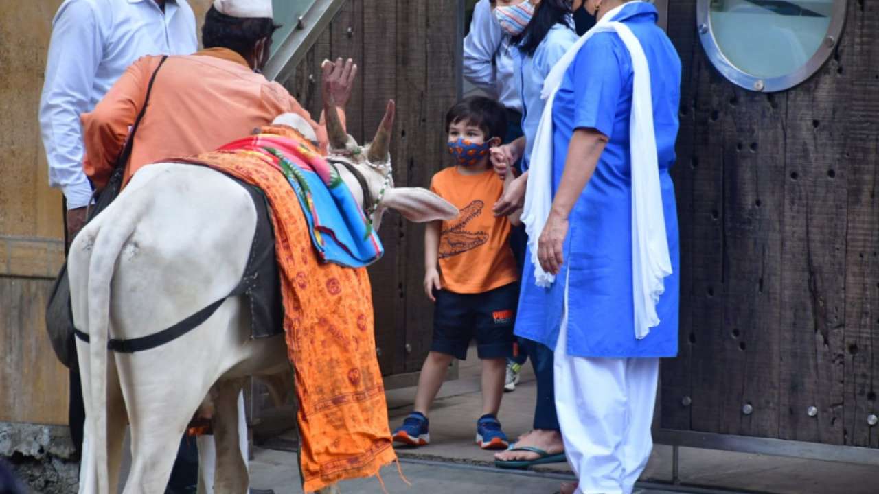 Viral Video: Taimur Ali Khan feeds cow as owner plays Saif Ali Khan's