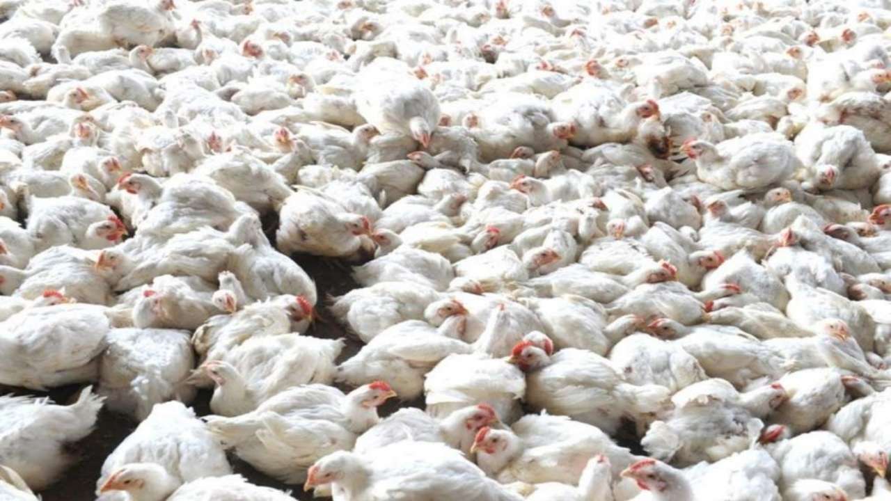 Bird Flu Outbreak: How To Eat Eggs, Chicken The Right Way? This Is What ...