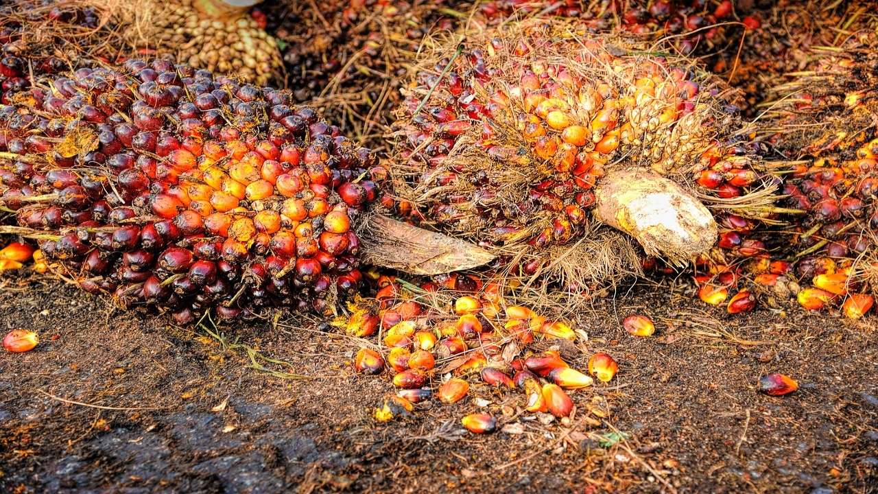 Crude palm oil, soyabean & sunflower oil