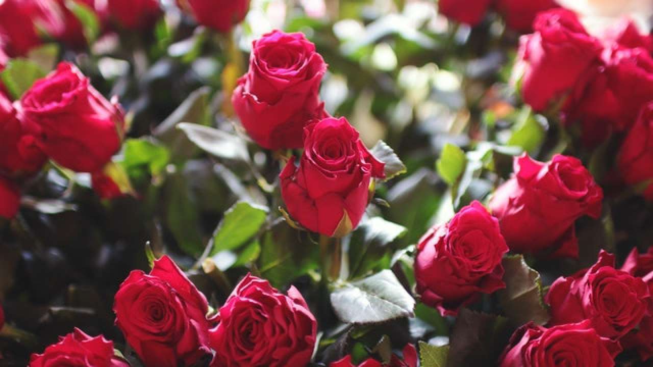Happy Rose Day 2021: From Red to Lavender, know what different ...