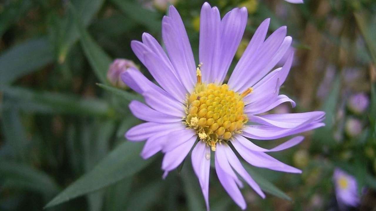 VIRAL alert: This pic of a flower is suddenly getting 90 million hits ...