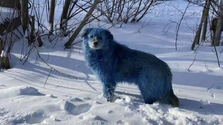 Dogs with blue fur taken to veterinary hospital