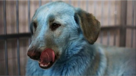 Stray dogs with blue fur taken for checkup