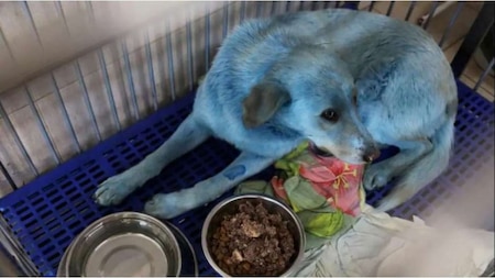 Stray dogs with blue fur pictured