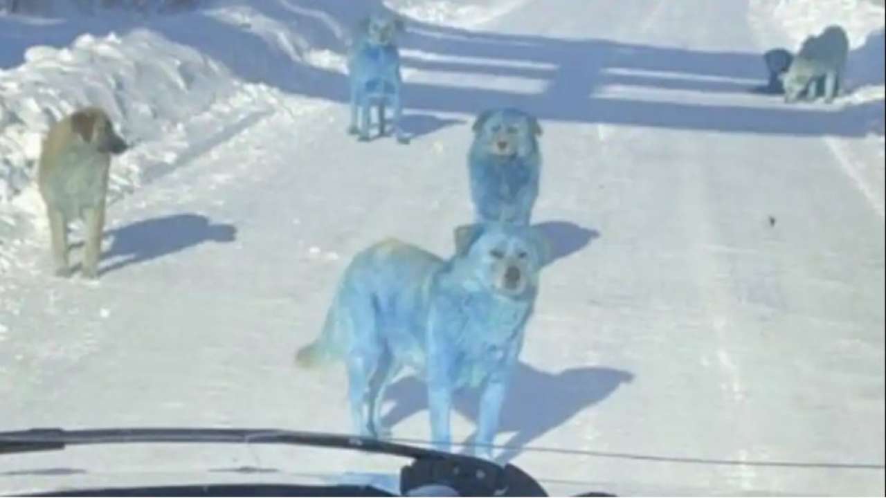 blue dogs spotted in india whats causing it