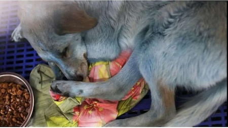 Reason behind blue fur of stray dogs