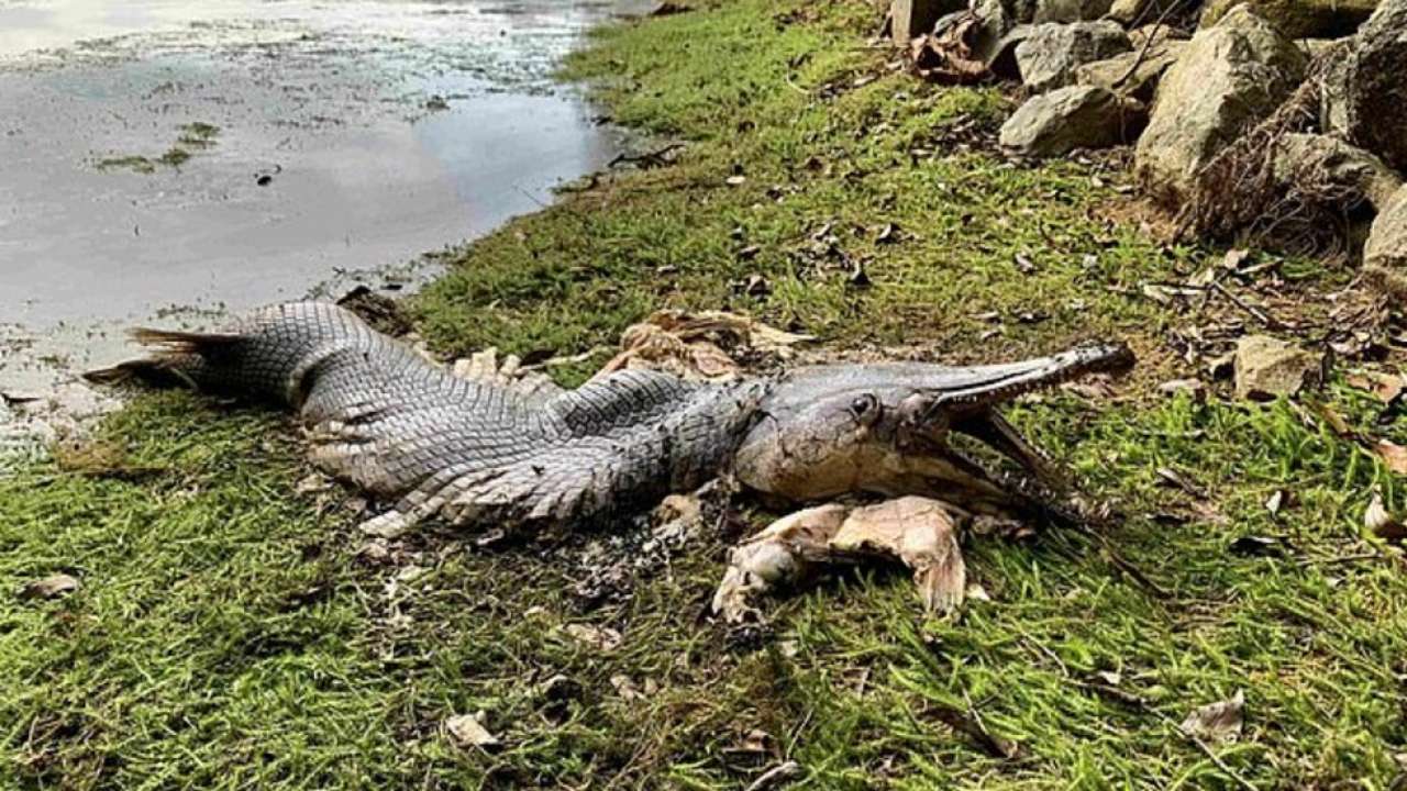 Monstrous gator-like fish with huge jaws spotted at reservoir in