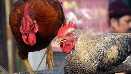 Can H5N8 spread to humans?