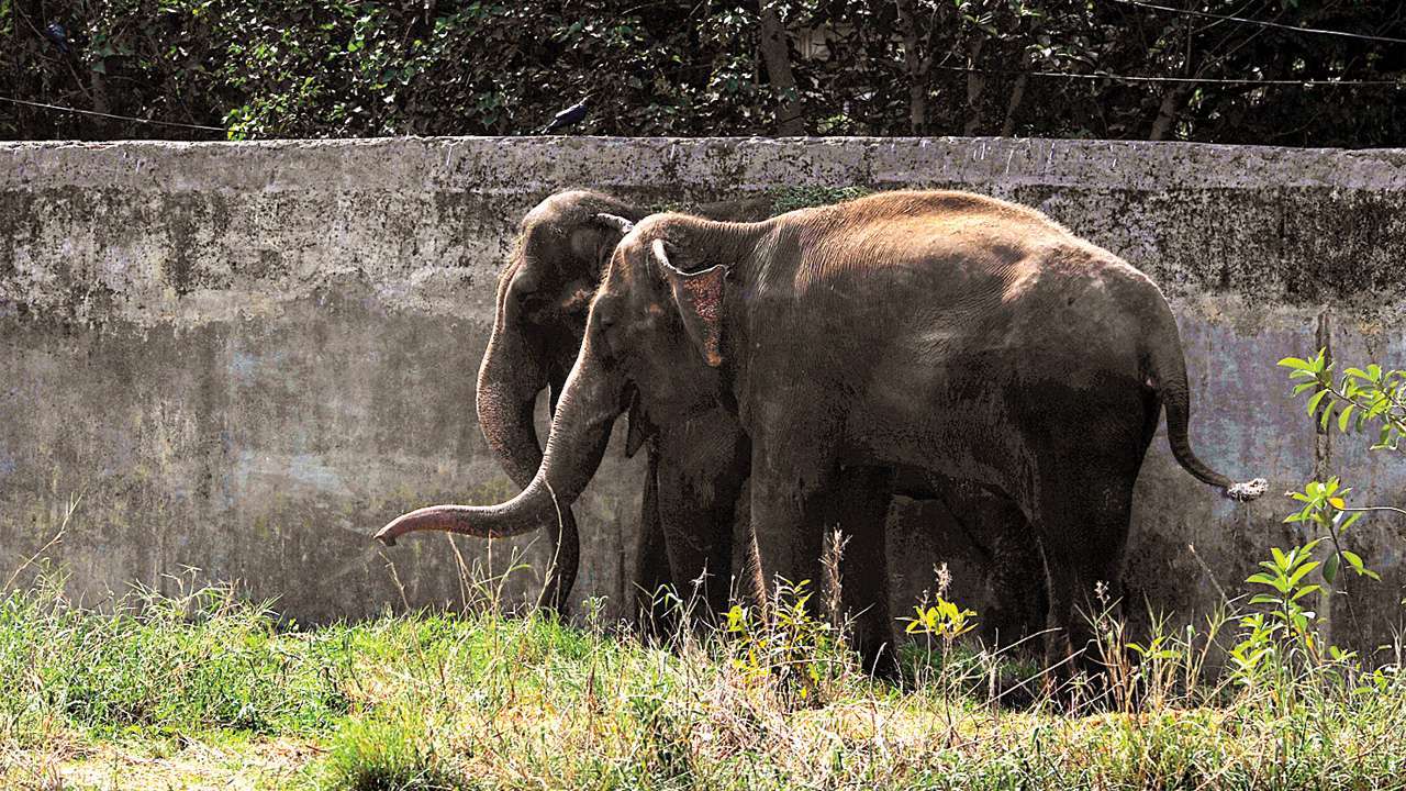 Shocking! Two men thrash elephant with sticks in Coimbatore, video goes