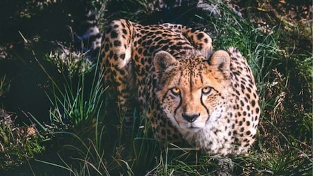 Why are Cheetah called 'Big Cats'?