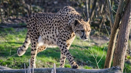 Prakash Javadekar said the government is working on the reintroduction of Cheetah