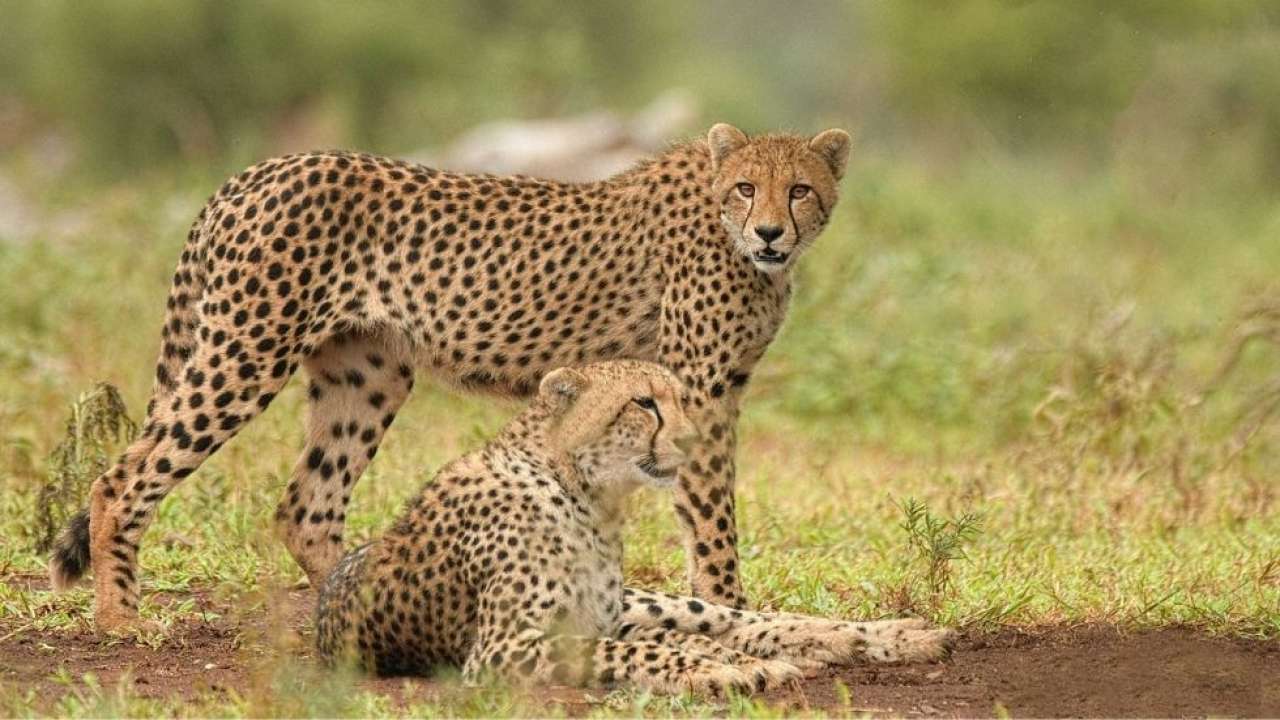 World Wild Life Day 2021: Extinct Cheetah to make a comeback in India