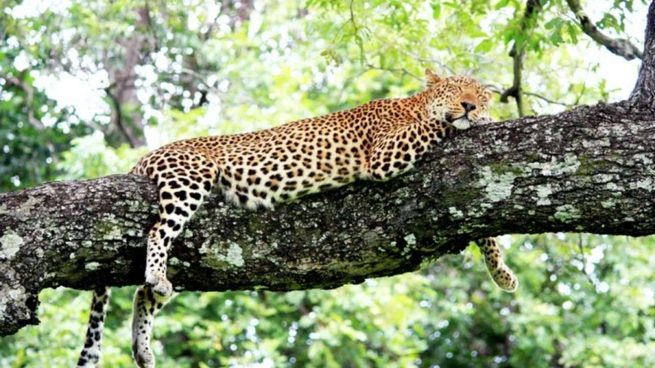 World Wild Life Day 2021: Extinct Cheetah to make a comeback in India
