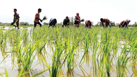 PM Kisan aims to cover 125 million farmers